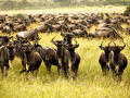 9 Night and 10 Day Tanzania Safari