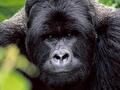 7 Nights and 8 days Rwanda Chimp and Gorilla tour