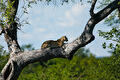 11 Night and 12 Day Botswana Adventure Safari